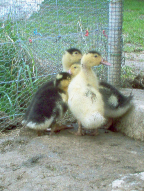 20050416 ANIMALS 'New Ducklings' 2.jpg - IM000266.JPG